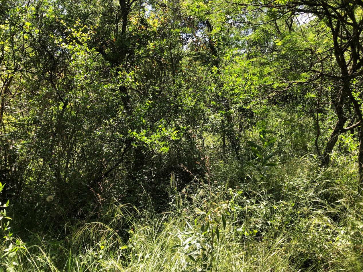 VENDO LOTE 290 M2 B° LOMAS DEL CHAÑAR (PROSSUR) - FINANCIACION!