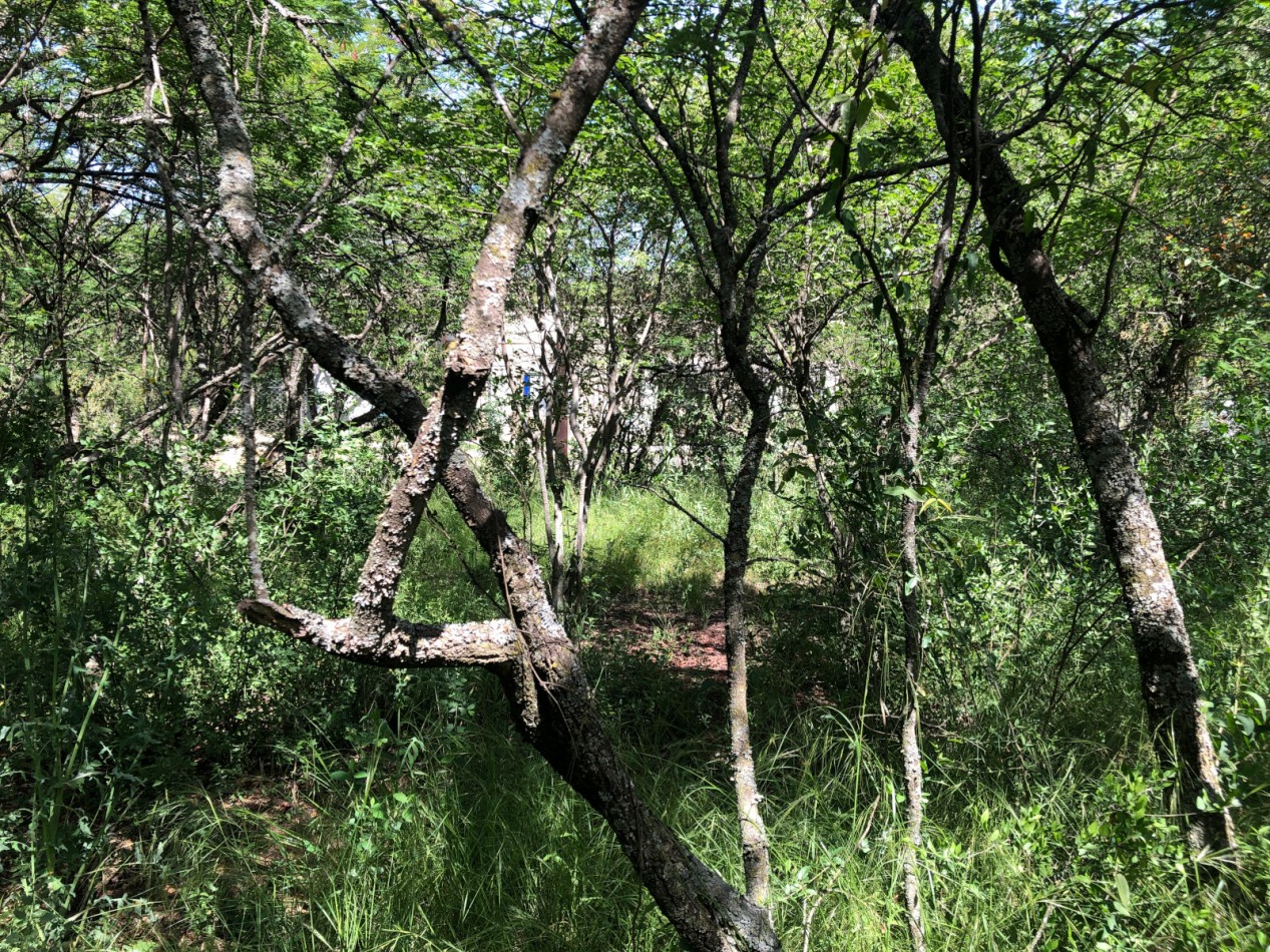 VENDO LOTE 290 M2 B° LOMAS DEL CHAÑAR (PROSSUR) - FINANCIACION!